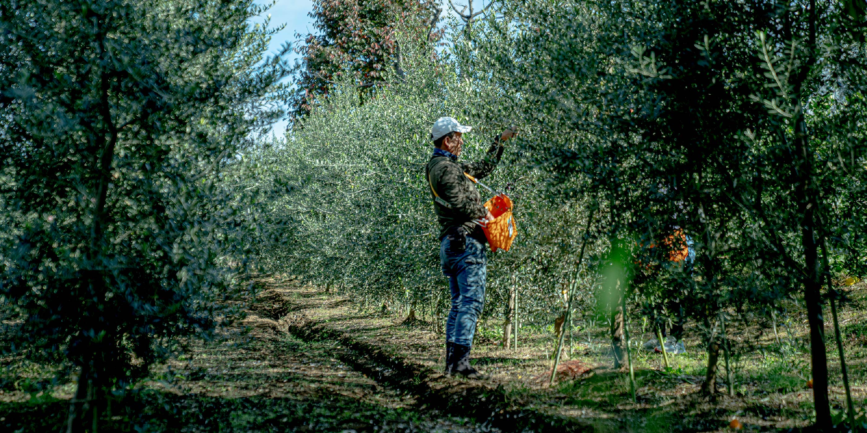 東京・三鷹の天神山須藤園でのオリーブ収穫の様子