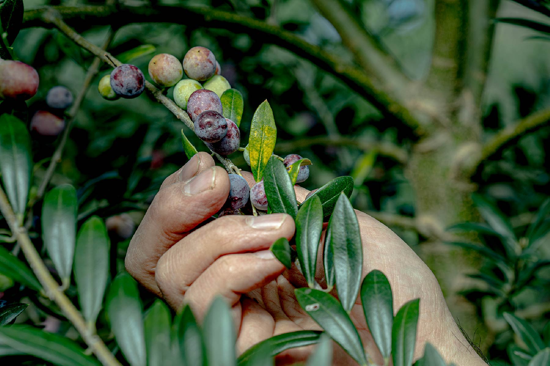オリーブの実をひとつひとつ大切に手摘みします