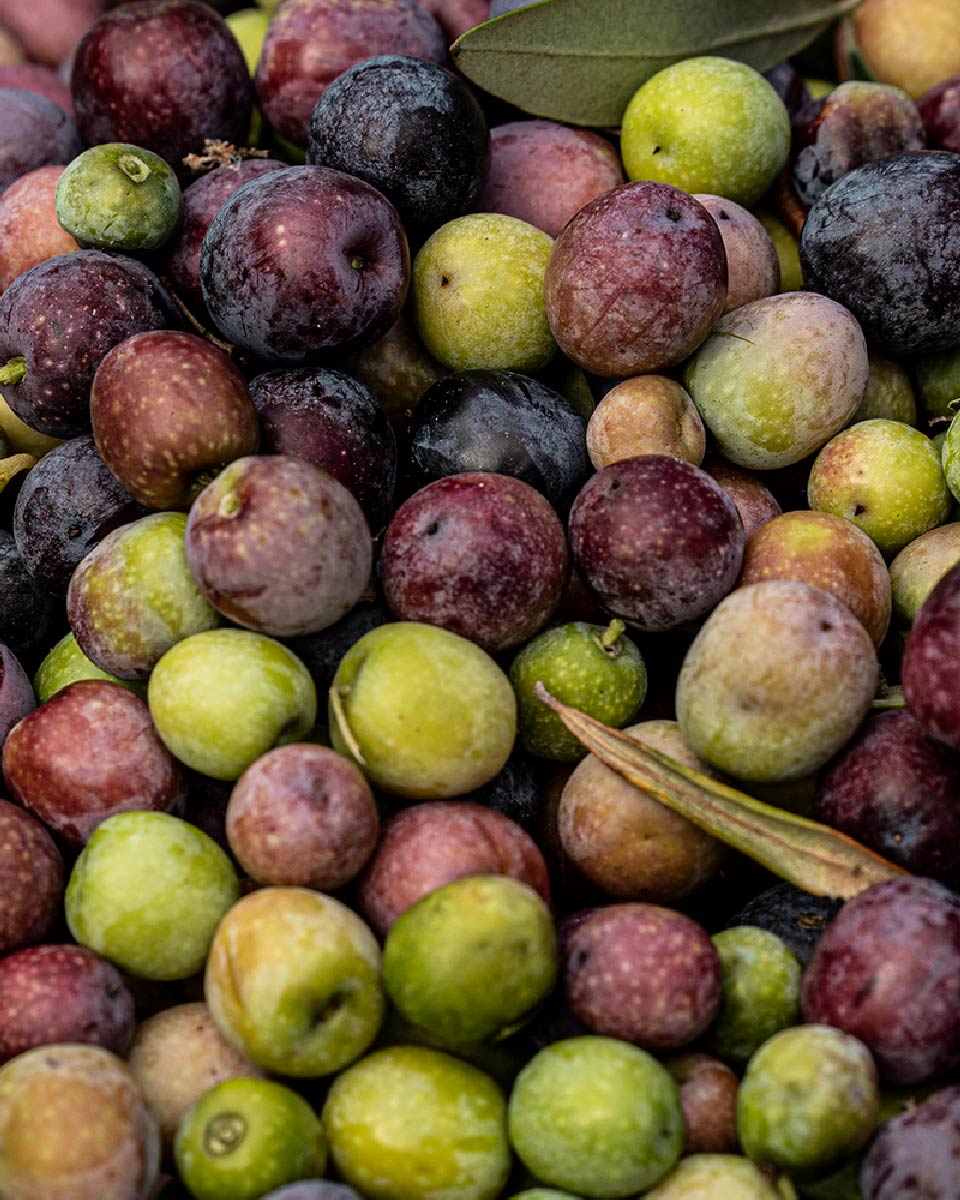 瑞々しく実った東京産のオリーブの実