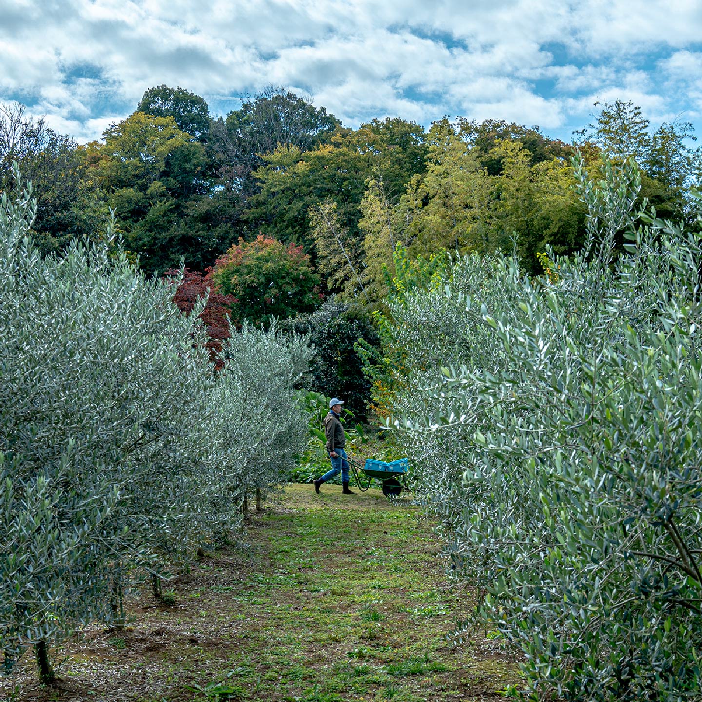 東京・三鷹で300年以上つづく植木生産農家【天神山須藤園】